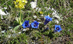 erste Alpenblumen